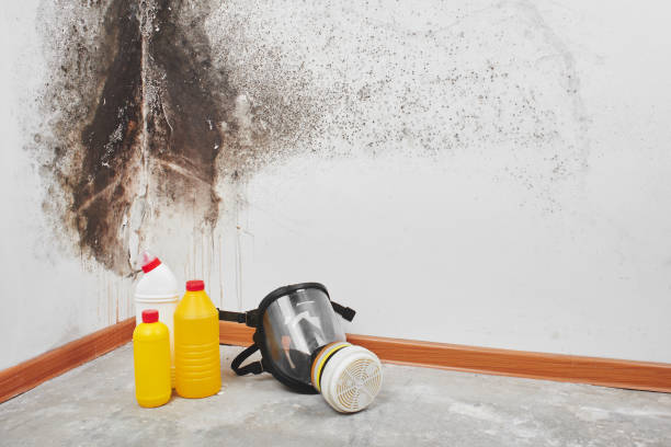 Best Crawl Space Mold Removal  in Windsor, CA