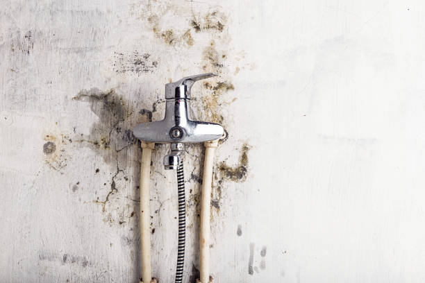 Best Certified Mold Removal  in Windsor, CA