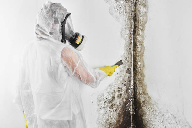 Best Crawl Space Mold Removal  in Windsor, CA