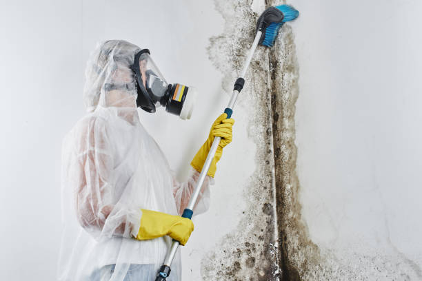 Professional Mold Removal in Windsor, CA