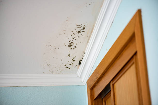 Best Affordable Mold Removal  in Windsor, CA
