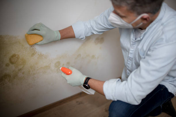 Best Commercial Mold Removal  in Windsor, CA