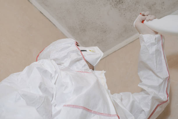 Best Mold Damage Repair  in Windsor, CA