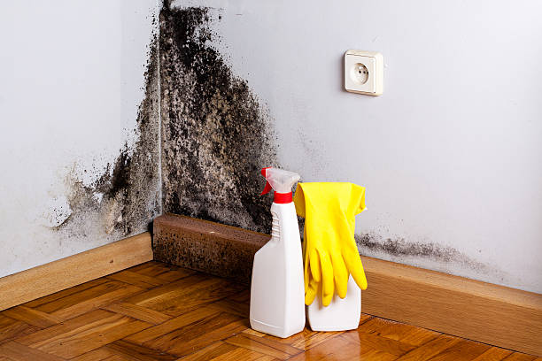 Best Fast Mold Removal  in Windsor, CA