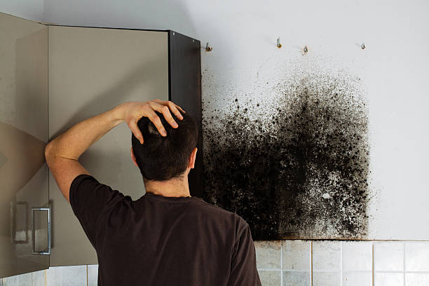 Best Toxic Mold Removal  in Windsor, CA
