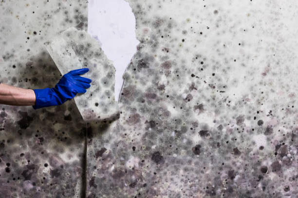 Best Fast Mold Removal  in Windsor, CA