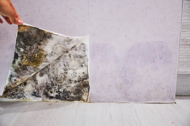 Best Same-Day Mold Removal  in Windsor, CA